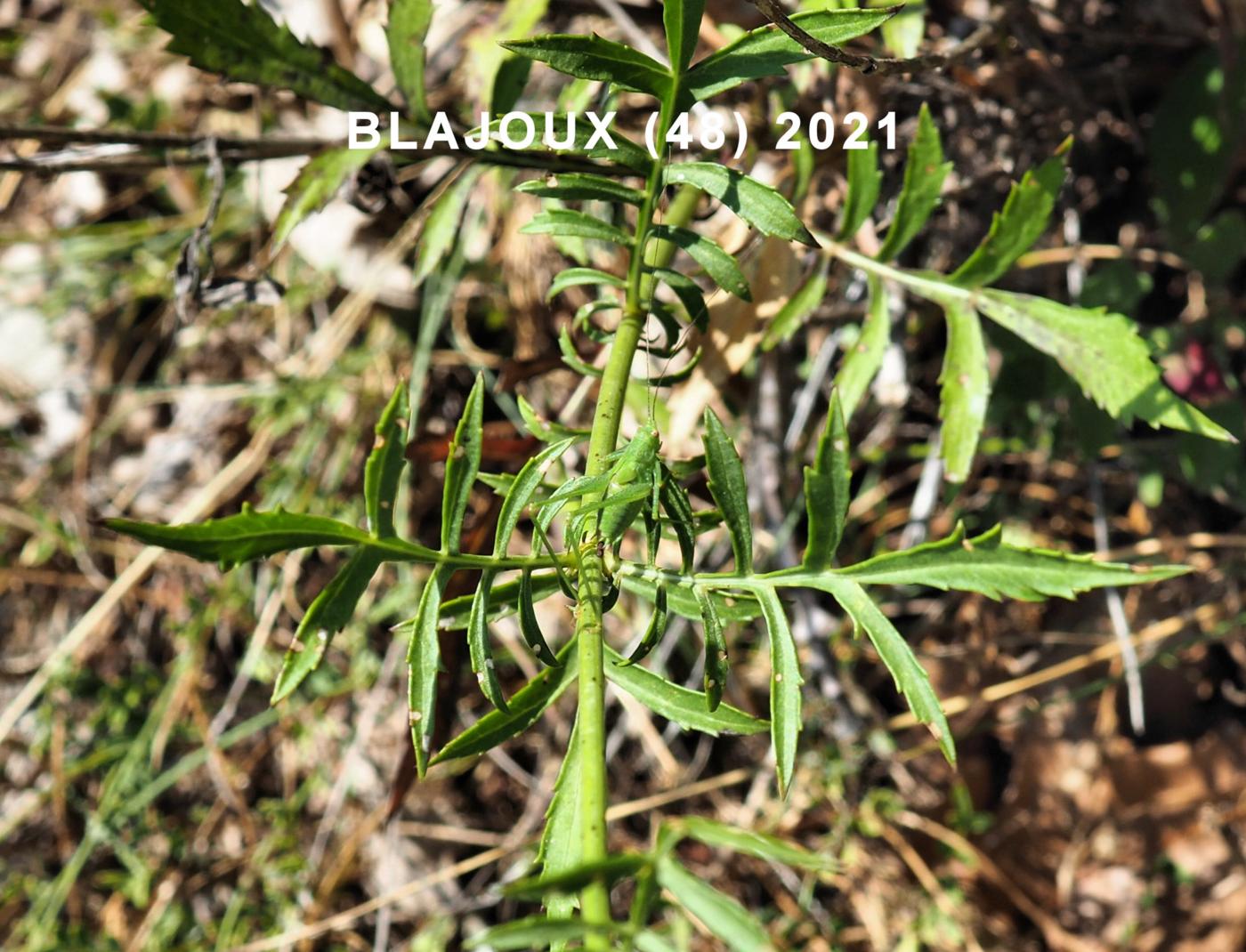 Cephalaria leaf